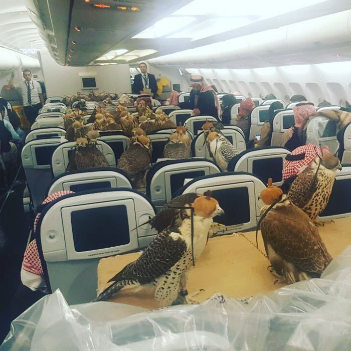 80 falcons on plane saudi prince 1 - Príncipe saudí compró 80 billetes de avión para sus 80 halcones #WTF