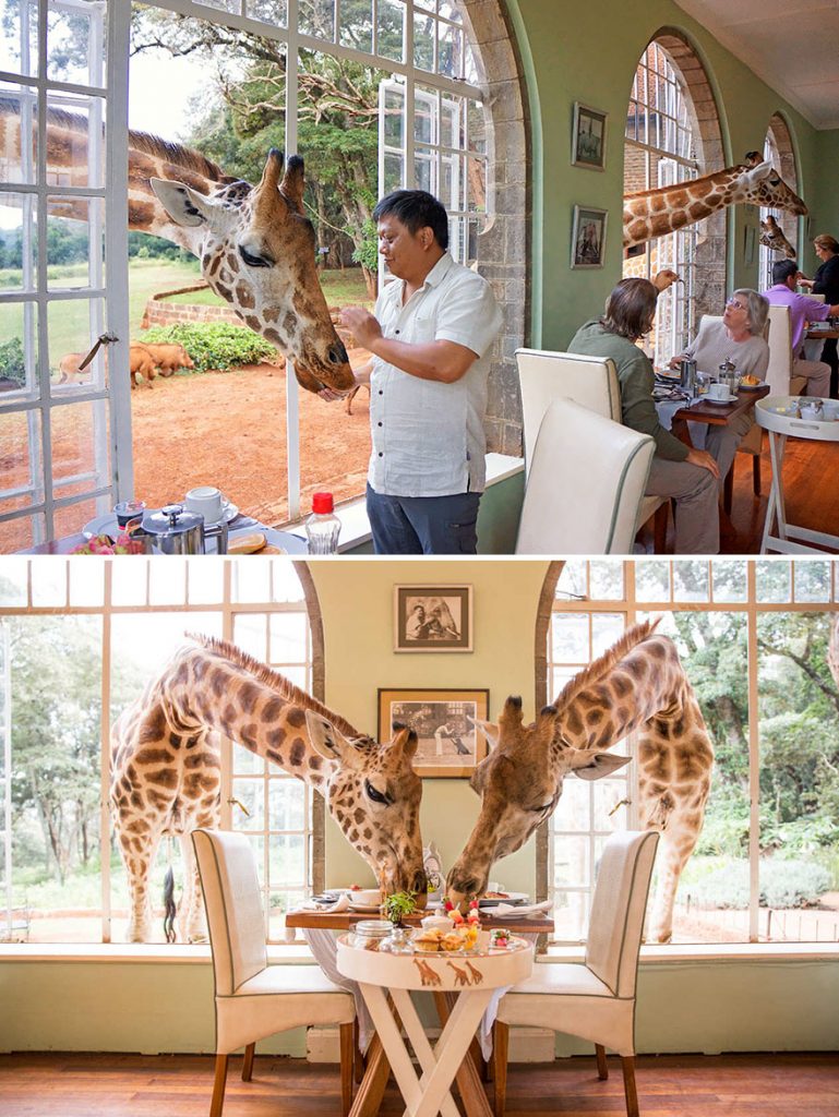 Comparte el desayuno con una jirafa Giraffe Manor Langata Kenia 1 769x1024 - Los 15 Restaurantes más increíbles del mundo