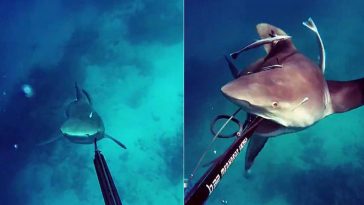 tiburon atacó a kerry daniel
