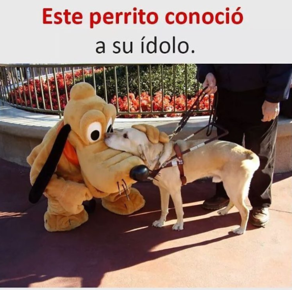 MEMES PERROS 18 - 10+ memes de perros para llorar de la risa! #LOL