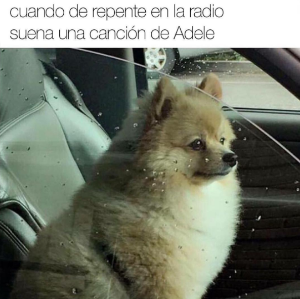 MEMES PERROS 19 - 10+ memes de perros para llorar de la risa! #LOL