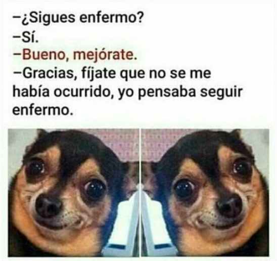 MEMES PERROS 2 - 10+ memes de perros para llorar de la risa! #LOL