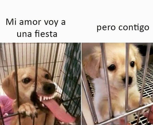 MEMES PERROS 3 - 10+ memes de perros para llorar de la risa! #LOL