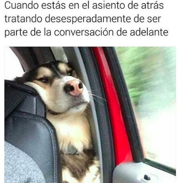 MEMES PERROS 7 - 10+ memes de perros para llorar de la risa! #LOL