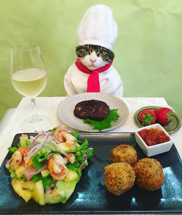 GATO DISFRAZDO CEN 8 - Este gato chef cena cada noche vistiendo un disfraz distinto #OMG