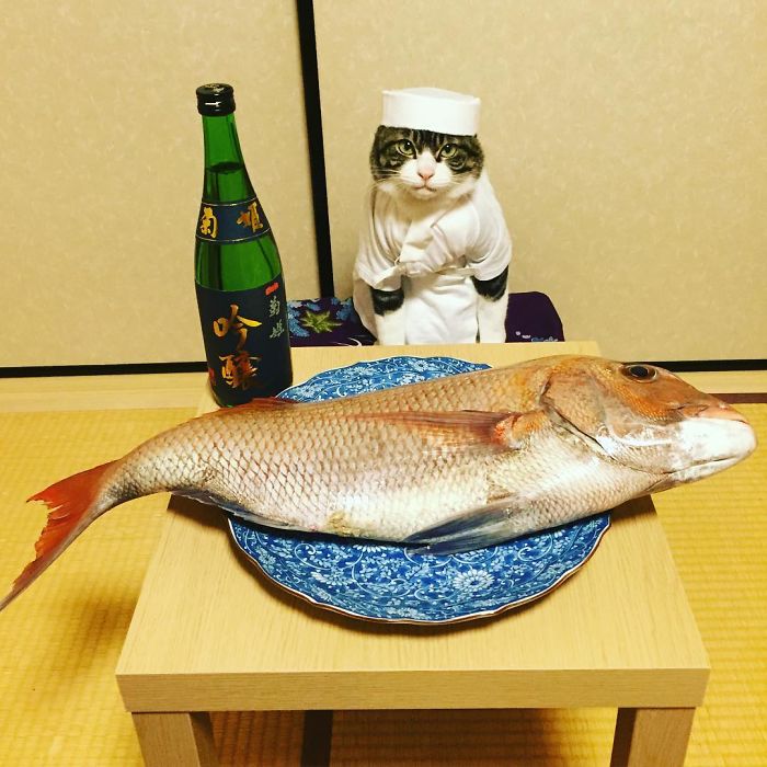 GATO DISFRAZDO CENA 1 - Este gato chef cena cada noche vistiendo un disfraz distinto #OMG