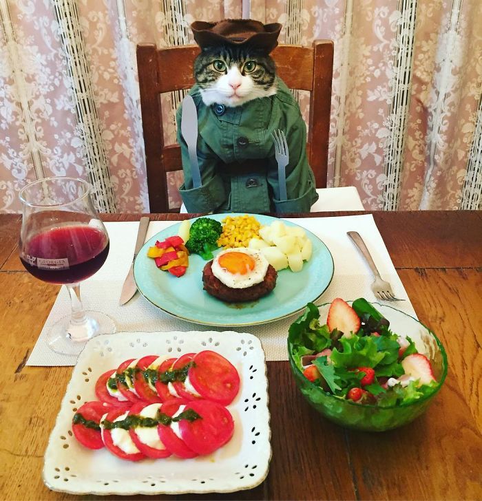 GATO DISFRAZDO CENA 22 - Este gato chef cena cada noche vistiendo un disfraz distinto #OMG