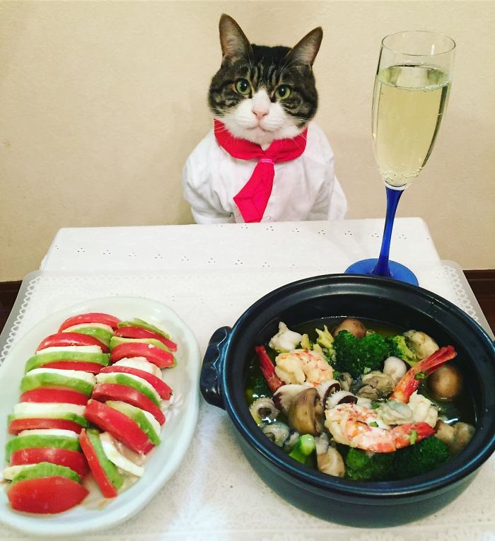 GATO DISFRAZDO CENA 23 - Este gato chef cena cada noche vistiendo un disfraz distinto #OMG