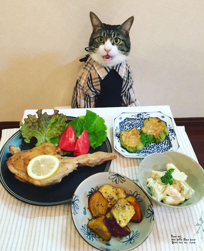 GATO DISFRAZDO CENA 25  - Este gato chef cena cada noche vistiendo un disfraz distinto #OMG