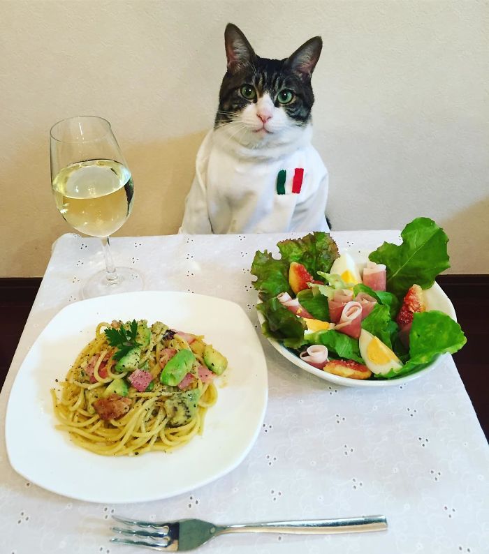 GATO DISFRAZDO CENA 26 - Este gato chef cena cada noche vistiendo un disfraz distinto #OMG