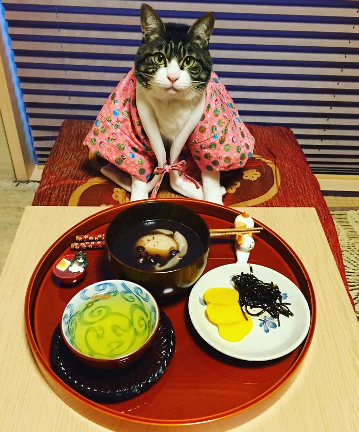 GATO DISFRAZDO CENA 3 - Este gato chef cena cada noche vistiendo un disfraz distinto #OMG