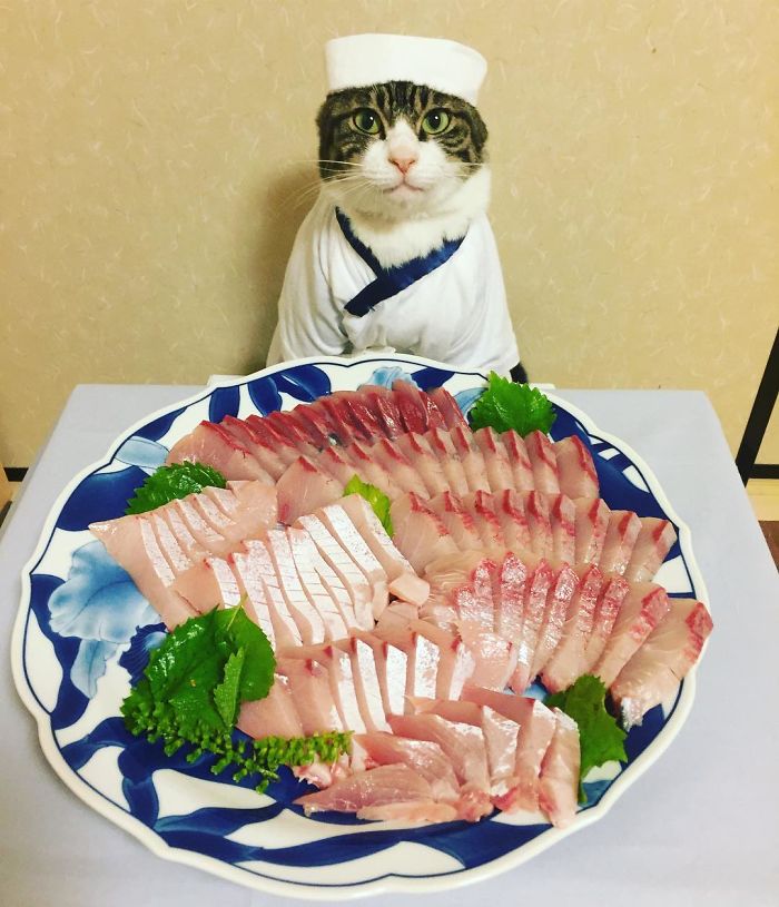 GATO DISFRAZDO CENA 31 - Este gato chef cena cada noche vistiendo un disfraz distinto #OMG