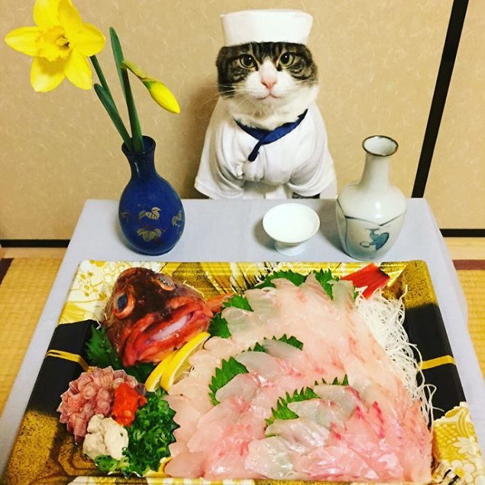 GATO DISFRAZDO CENA 33 - Este gato chef cena cada noche vistiendo un disfraz distinto #OMG
