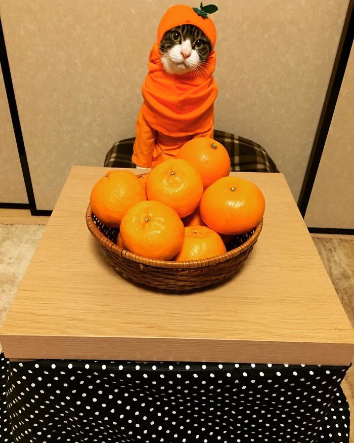 GATO DISFRAZDO CENA 4 - Este gato chef cena cada noche vistiendo un disfraz distinto #OMG