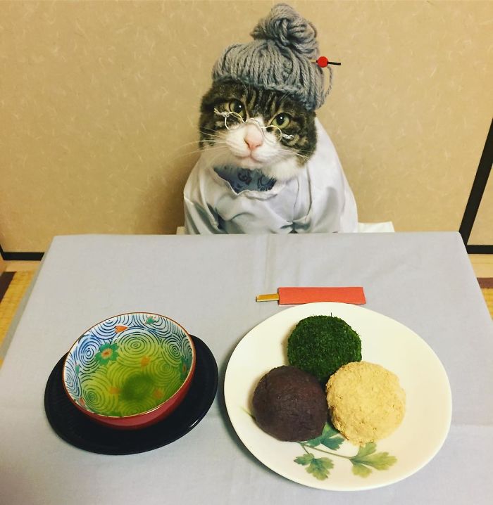 GATO DISFRAZDO CENA 44 - Este gato chef cena cada noche vistiendo un disfraz distinto #OMG