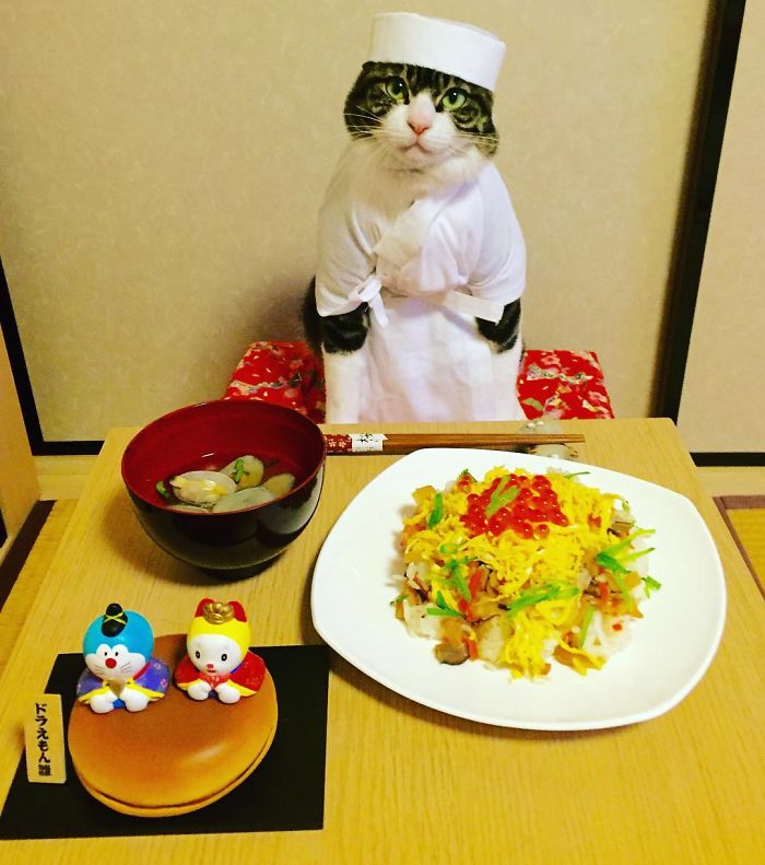 GATO DISFRAZDO CENA 5 - Este gato chef cena cada noche vistiendo un disfraz distinto #OMG