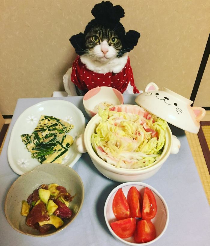 GATO DISFRAZDO CENA 55 - Este gato chef cena cada noche vistiendo un disfraz distinto #OMG