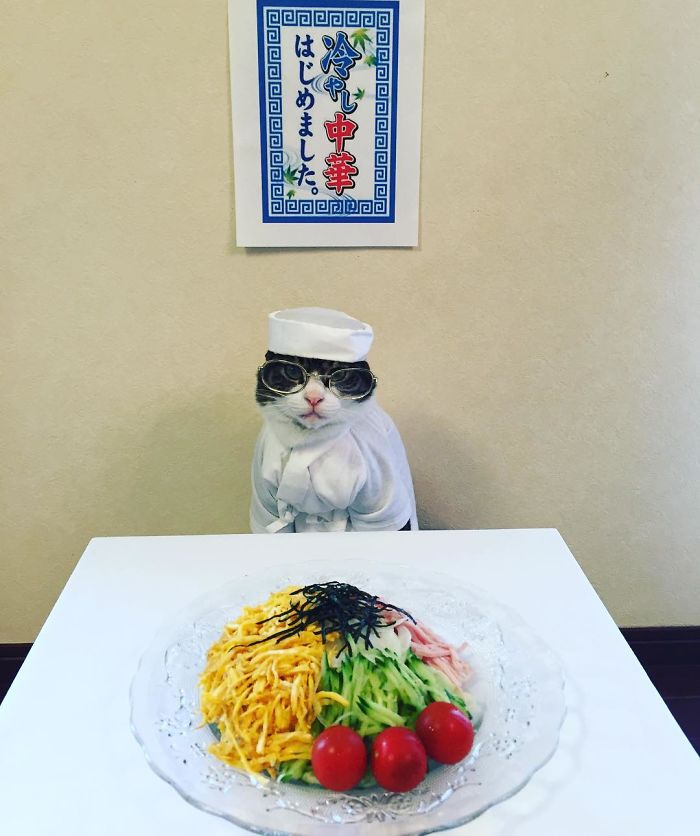 GATO DISFRAZDO CENA 6 - Este gato chef cena cada noche vistiendo un disfraz distinto #OMG