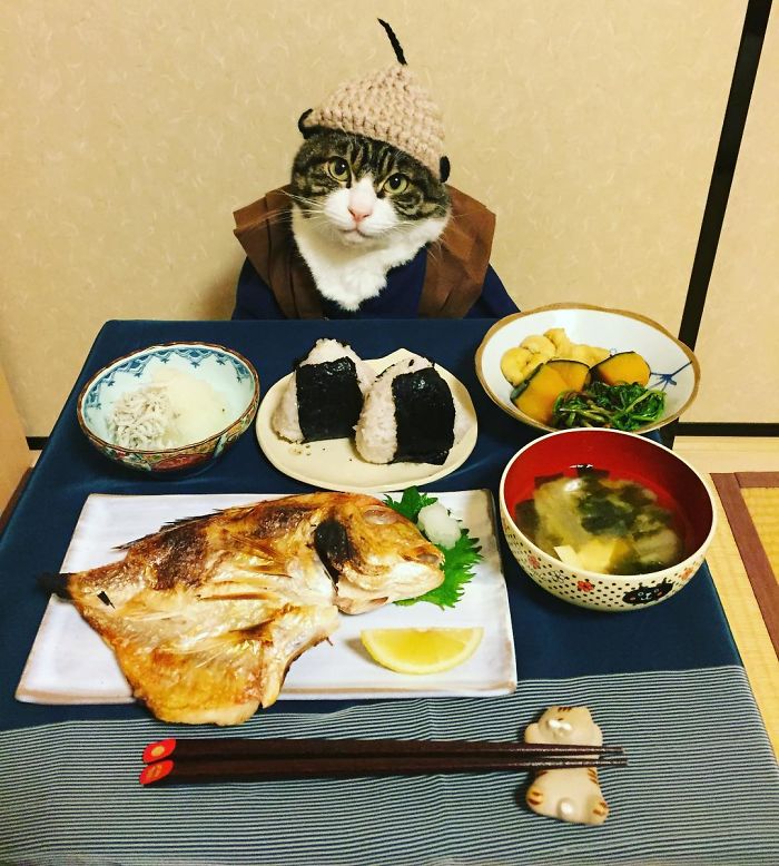 GATO DISFRAZDO CENA 66 - Este gato chef cena cada noche vistiendo un disfraz distinto #OMG
