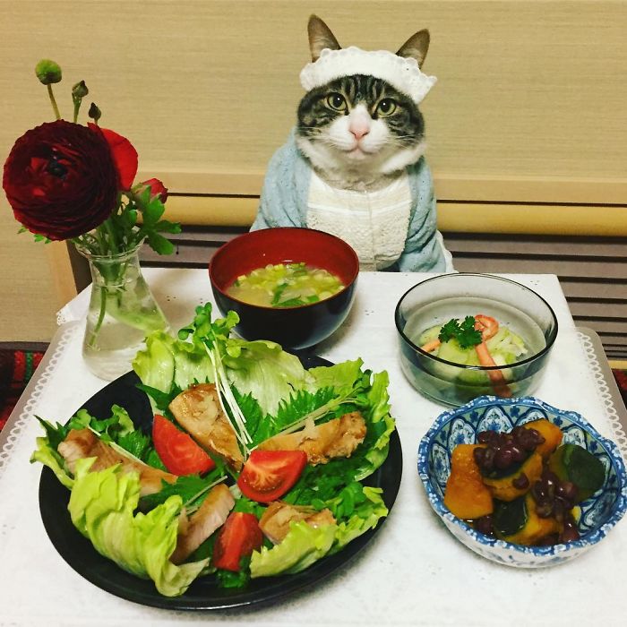GATO DISFRAZDO CENA 7 - Este gato chef cena cada noche vistiendo un disfraz distinto #OMG
