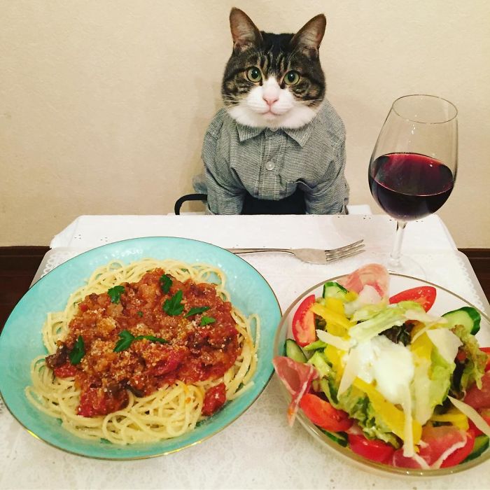 GATO DISFRAZDO CENA 88  - Este gato chef cena cada noche vistiendo un disfraz distinto #OMG