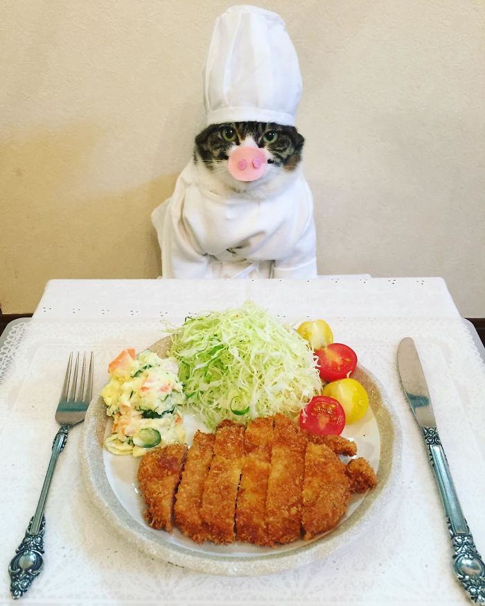 GATO DISFRAZDO CENA 99 - Este gato chef cena cada noche vistiendo un disfraz distinto #OMG