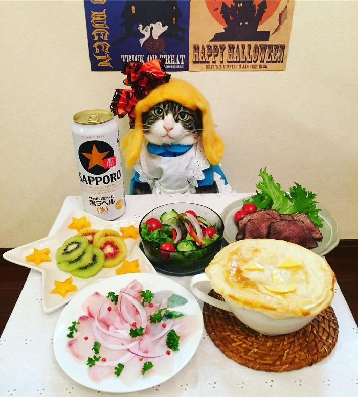 GATO DISFRAZDO CENA DALE 1 - Este gato chef cena cada noche vistiendo un disfraz distinto #OMG