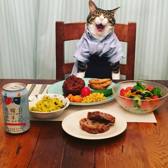 GATO DISFRAZDO CENA DALE 10 - Este gato chef cena cada noche vistiendo un disfraz distinto #OMG