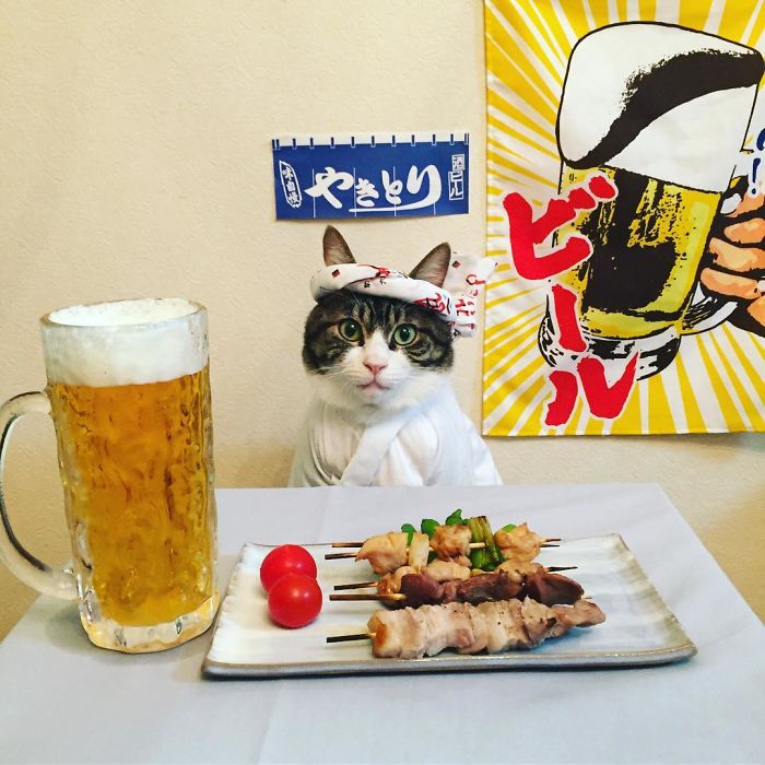 GATO DISFRAZDO CENA DALE 11 - Este gato chef cena cada noche vistiendo un disfraz distinto #OMG