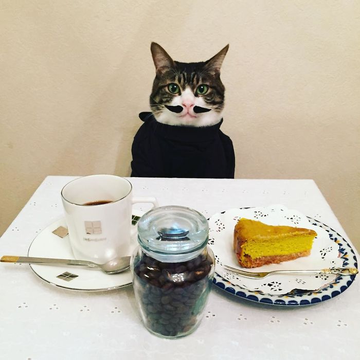 GATO DISFRAZDO CENA DALE 3 - Este gato chef cena cada noche vistiendo un disfraz distinto #OMG