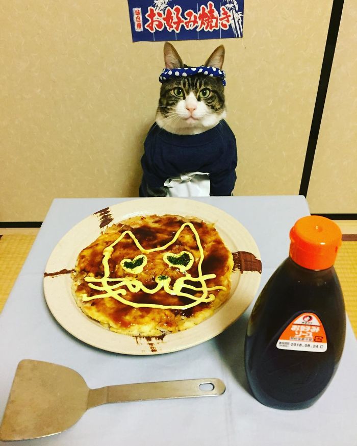 GATO DISFRAZDO CENA DALE 4 - Este gato chef cena cada noche vistiendo un disfraz distinto #OMG
