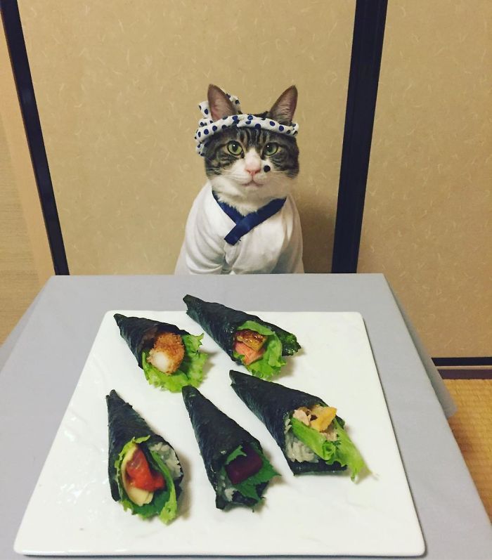 GATO DISFRAZDO CENA DALE 5 - Este gato chef cena cada noche vistiendo un disfraz distinto #OMG