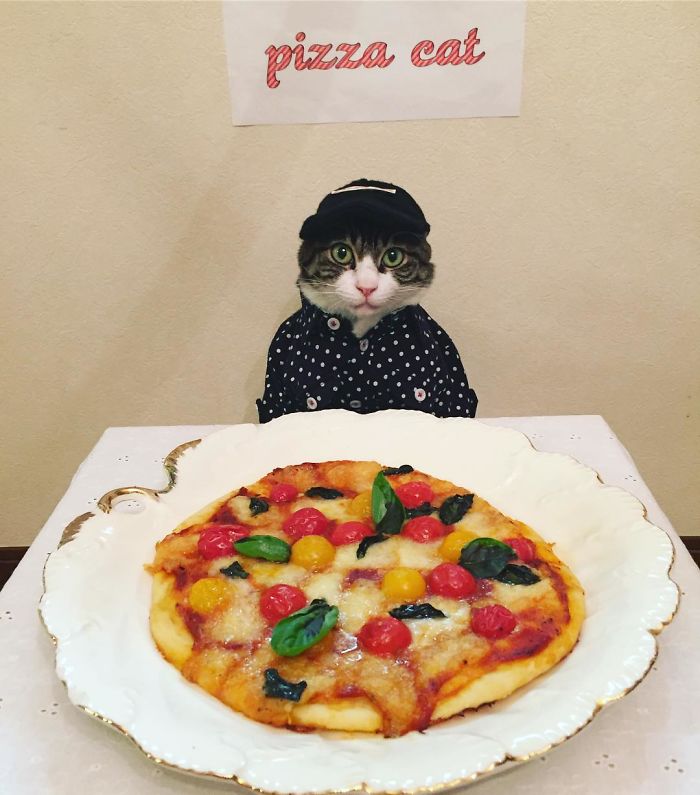 GATO DISFRAZDO CENA DALE 6 - Este gato chef cena cada noche vistiendo un disfraz distinto #OMG