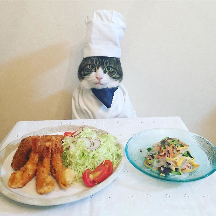 GATO DISFRAZDO CENA DALE 7 - Este gato chef cena cada noche vistiendo un disfraz distinto #OMG
