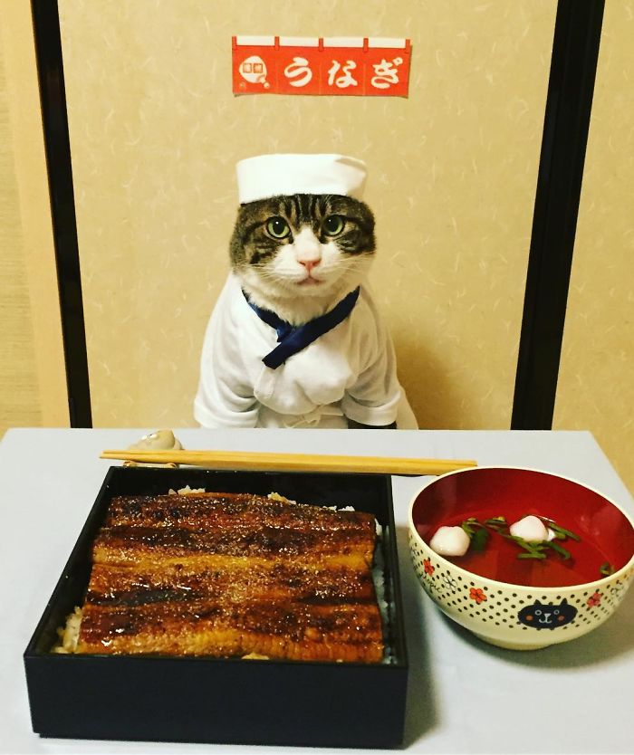GATO DISFRAZDO CENA DALE 8 - Este gato chef cena cada noche vistiendo un disfraz distinto #OMG