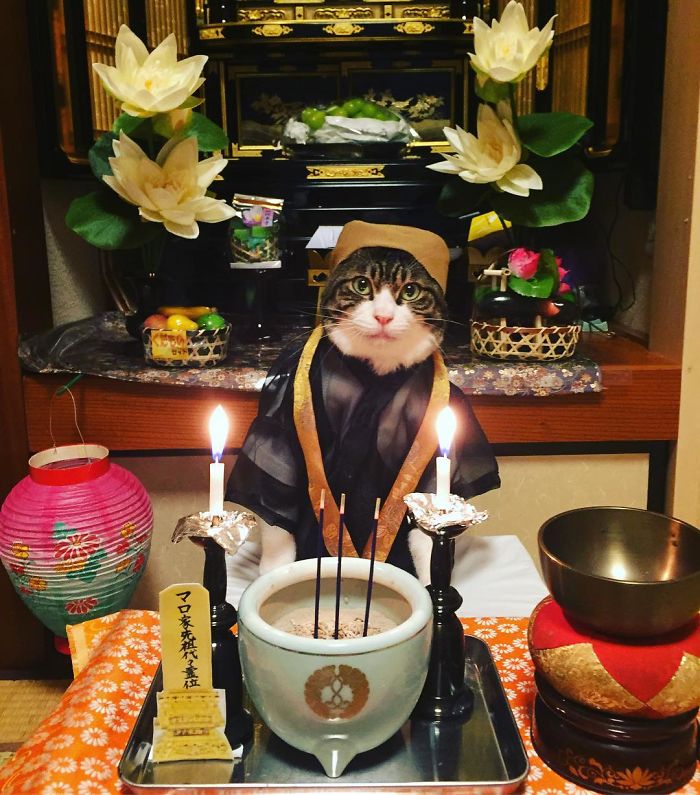 GATO DISFRAZDO CENA DALE 9 - Este gato chef cena cada noche vistiendo un disfraz distinto #OMG
