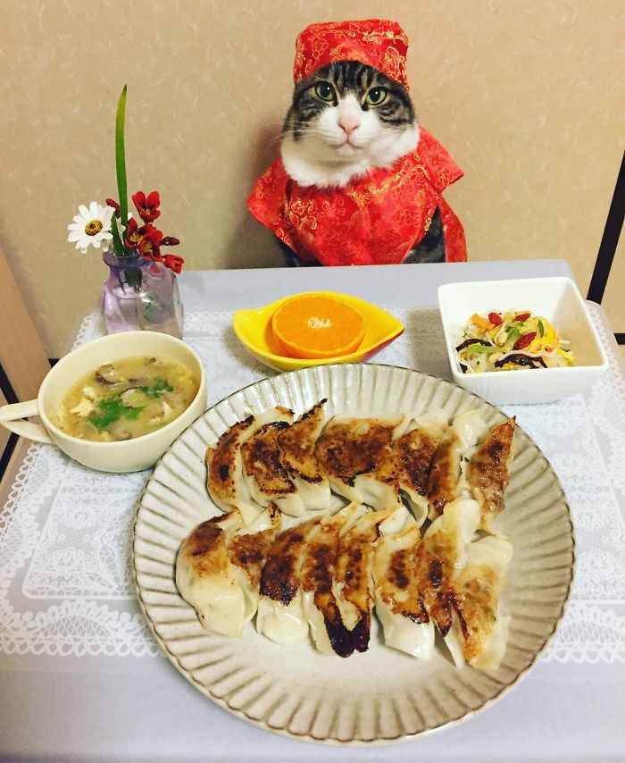 GATO DISFRAZDO CENA11 - Este gato chef cena cada noche vistiendo un disfraz distinto #OMG