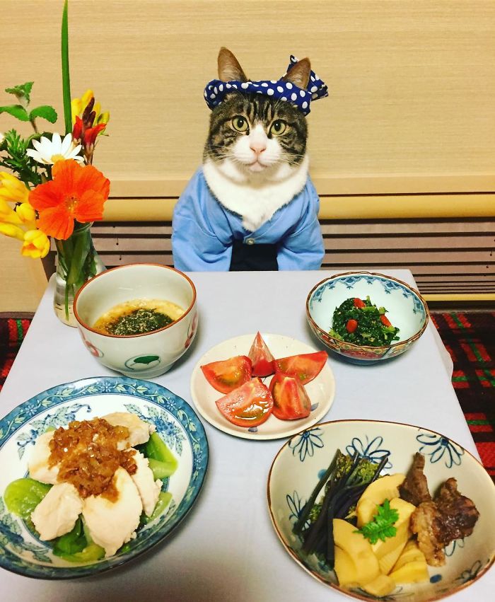 GATO DISFRAZDO CENa 9 - Este gato chef cena cada noche vistiendo un disfraz distinto #OMG