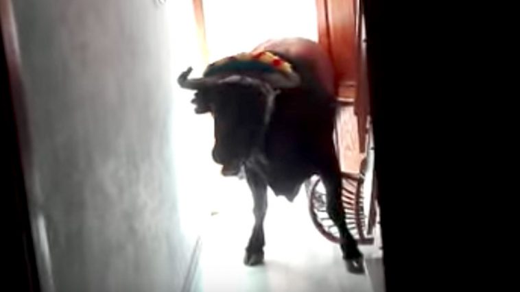 Toro entra dentro de una casa dalemedia.us