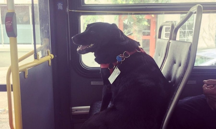 ECLIPSE EL PERRO QUE VA EN AUTOBUS 1 - Eclipse El perro que va en autobús!