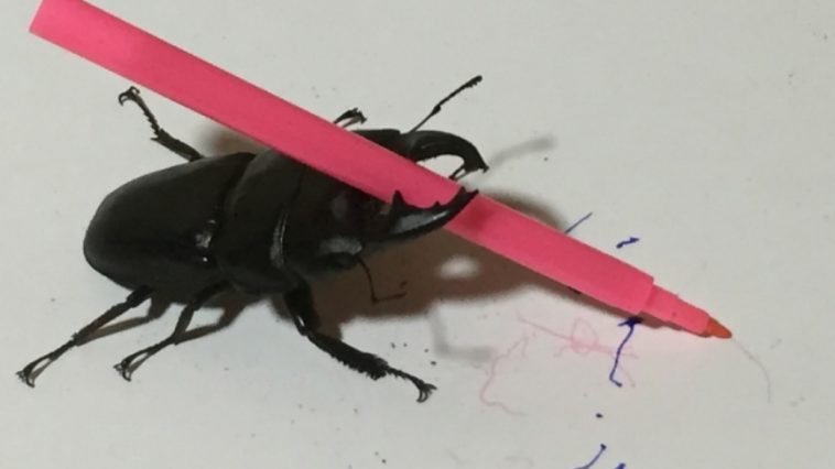 escarabajo que pinta dalemedia