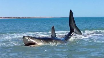 tiburon blanco de 5 metros en la orilla DALEMEDIA