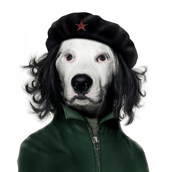 “Che” Guevara animales dalemedia 20 - Animales vestidos como personajes famosos!