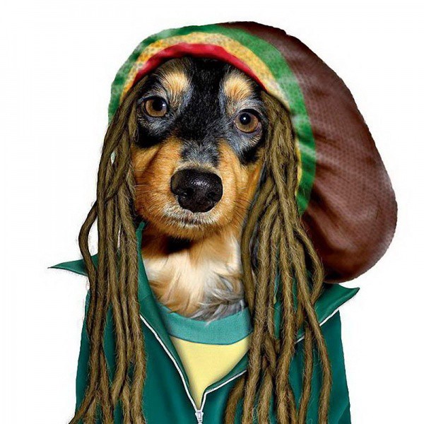 Bob Marley animales dalemedia 12
