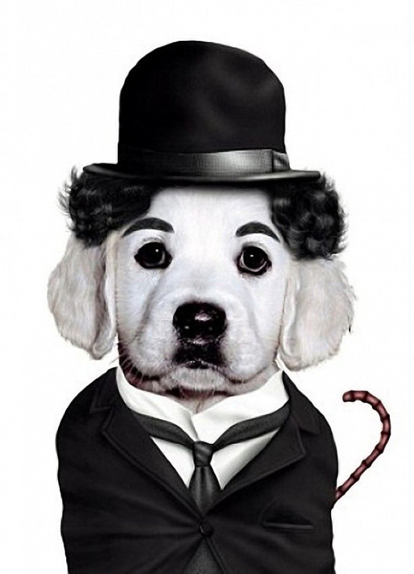 Charlie Chaplin animales dalemedia 12 - Animales vestidos como personajes famosos!