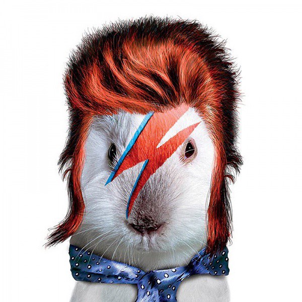 DAVID BOWIE animales dalemedia 11  - Animales vestidos como personajes famosos!