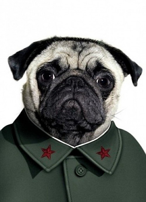 Mao Tse Tung animales dalemedia 5 - Animales vestidos como personajes famosos!