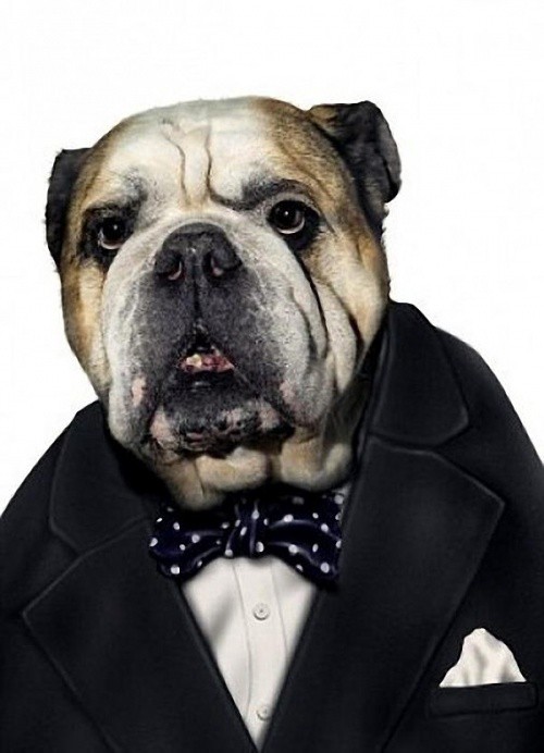 Winston Chuchill animales dalemedia 2 - Animales vestidos como personajes famosos!