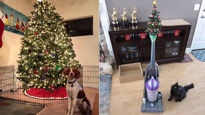 proteger arbol navidad foto - 16 personas que cuidan sus arboles de navidad de sus mascotas.