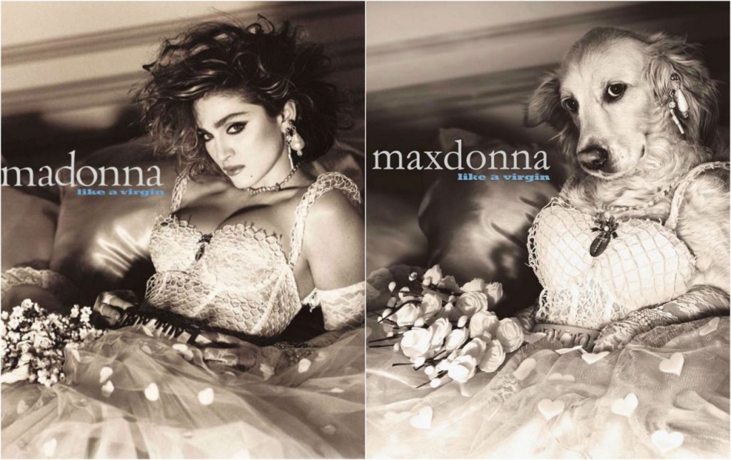 MAXDONNA el perro que es sensacion por imitar a Madonna DALE 1024x644 - MAXDONNA, el perro que es sensación por imitar a Madonna.